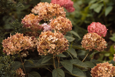 Flowering hydrangea tree, Hydrangea arborescens or Candybelle Bubblegum in the garden in summer