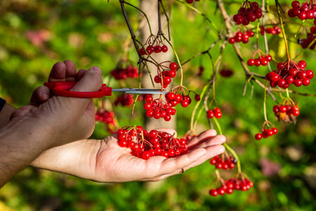 Red autumn viburnum in hands. Picking red viburnum in autumnの写真素材