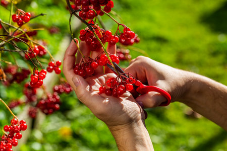 Red autumn viburnum in hands. Picking red viburnum in autumnの写真素材