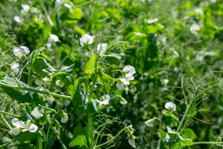 pea plants during flowering with white petals, an agricultural field where green peas growの写真素材
