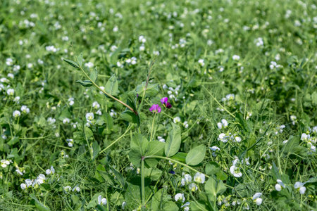 pea plants during flowering with white petals, an agricultural field where green peas growの写真素材