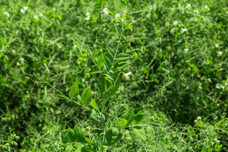 pea plants during flowering with white petals, an agricultural field where green peas grow