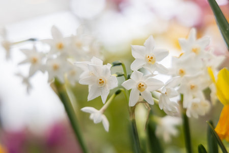 Narcissus Paperwhite Ziva blooms in the garden in autumnの写真素材