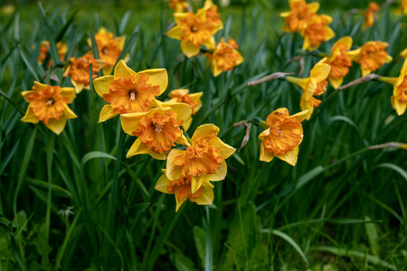 Daffodils with Mondragon Split Crown Narcissus poeticus blossoms in the garden in spring