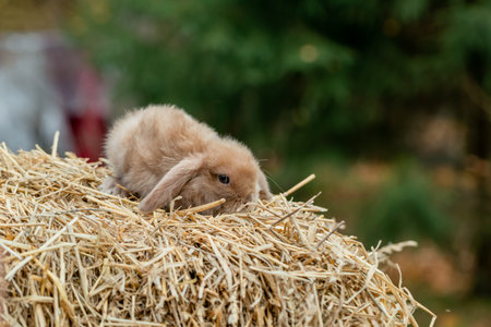 Fluffy fox rabbit sits on golden hayの写真素材
