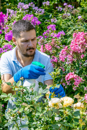 gardener treats roses in the garden with a garden sprayer from insect pestsの写真素材