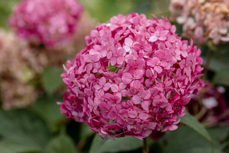 Flowering hydrangea tree, Hydrangea arborescens or Candybelle Bubblegum in the garden in summerの写真素材