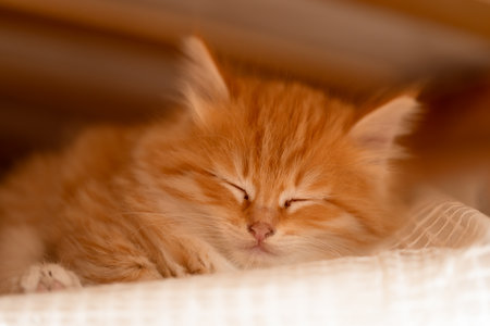 small beautiful red kitten close-upの写真素材