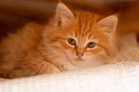small beautiful red kitten close-upの写真素材