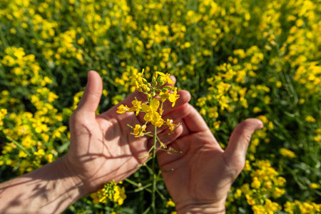 Canola flowers being held in human hand on oilseed feeld backgroundの写真素材