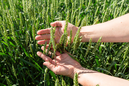 Close-up of hand touching wheat on field .