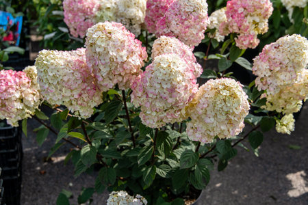 Hydrangea paniculata Rensam Samara Lydia. Pink hydrangea bush.