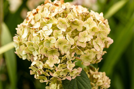 Flowering hydrangea tree, Hydrangea arborescens or Candybelle Bubblegum in the garden in summer