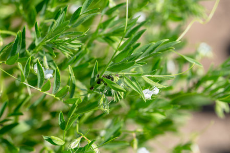 Close-up of lentil plant with white flowers. Lentil field. Detail of flowers and tendrils on a green backgroundの写真素材