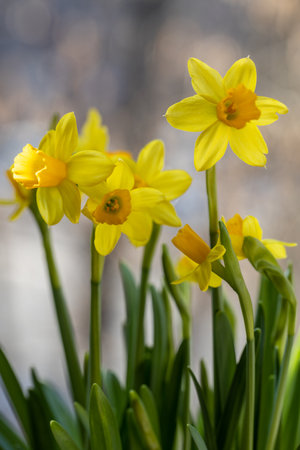 Beautiful Spring banner with fresh yellow daffodil flowers grow in pot on windowsillの写真素材