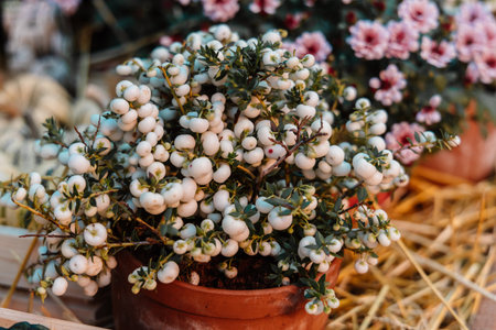 Pernettya mucronata evergreen shrub with pink berries. Autumn plant in clay flower potの写真素材