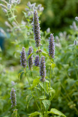 A bumblebee sits on a Korean mint Agastache rugosa flower in the gardenの写真素材