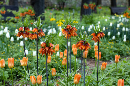 Pulsatilla vulgaris red blossoms in the garden in springの写真素材