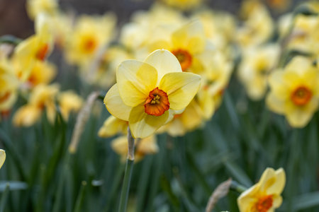 Narcissus Altruist (Narcissus poeticus) blossoms in the garden in springの写真素材