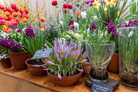 Spring flowers on exhibition in the Botanic Gardens of Moscow State Universityの写真素材
