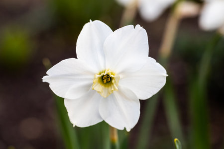 Close-up of white narcissus flowers (Narcissus poeticus) in spring gardenの写真素材