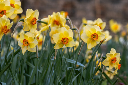 Narcissus Altruist (Narcissus poeticus) blossoms in the garden in springの写真素材