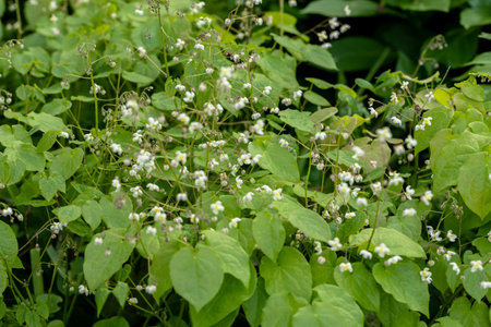 Epimedium Fukujuji close up flowered yellow blossoms in the garden in spring. In Goryanka yellow flowers are yellow, collected in a brushの写真素材