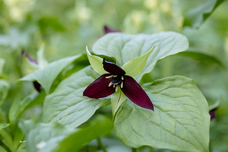 Red trillium flower blooming on the forest floorの写真素材