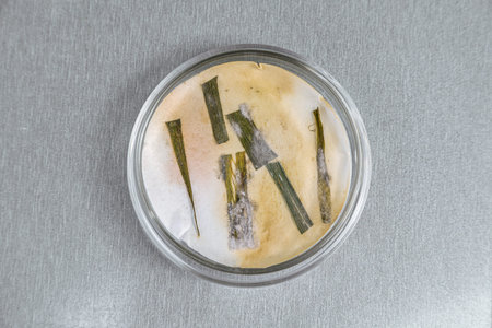 plant samples in a petri dish. phytodiagnostics