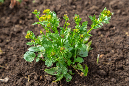 Common winter cress yellow flowersの写真素材