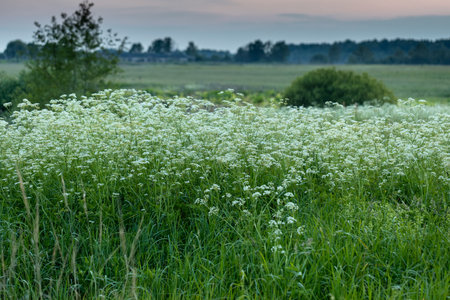 Kupir forest flowering with small white flowers in summer