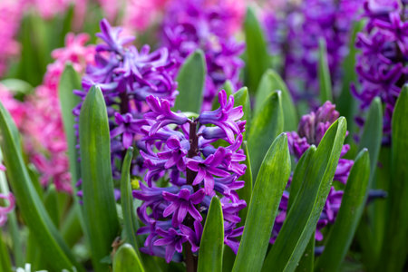 Large flower bed with multi-colored hyacinths, traditional easter flowers, flower background, easter spring background. Close up macro photo, selective focus. Ideal for greeting festive postcard.の写真素材
