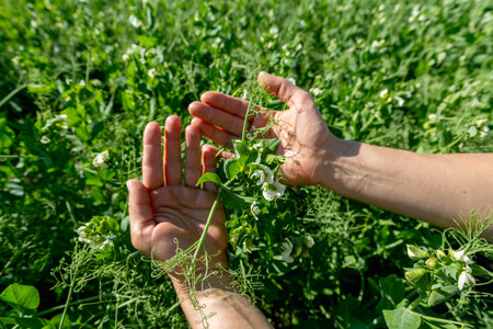 Hands holding a pea flower blooming on the branches of plants in the fieldsの写真素材