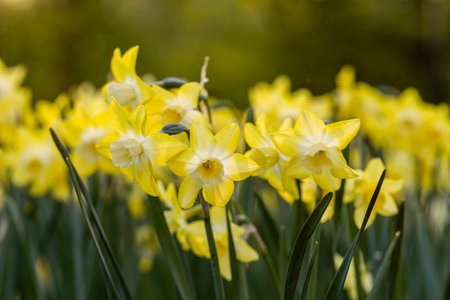 Yellow Narcissus Pipit in spring gardenの写真素材