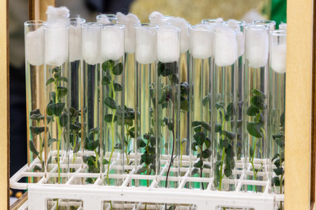 Potato meristem in vitro. Sprouts of an agricultural plant grown in vitro.の写真素材
