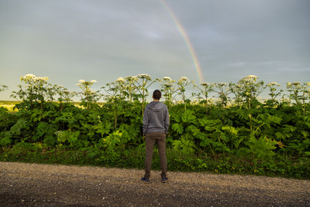 Man near Giant Hogweed Sosnowski plant. Heracleum manteggazzianum growing in the fieldの写真素材
