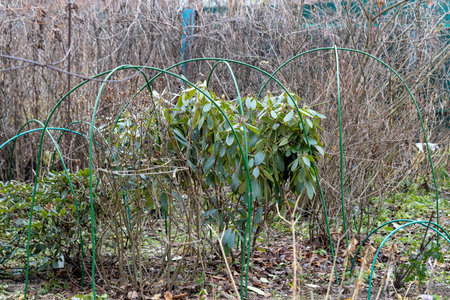 Winter Protection for Garden, winter shelter for garden plants, shelter rhododendronsの写真素材