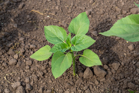 A close-up of a sprout of sunflower sprouts lit by the afternoon sun on fertile black soilの写真素材
