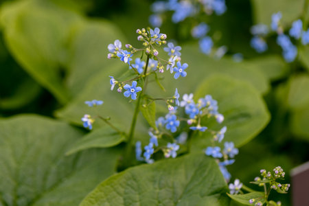 Brunnera macrophylla. Large green leaves and inflorescences with small blue flowers have formed continuous thickets. High quality photoの写真素材