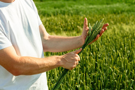 Farmer in field touching his wheat ears