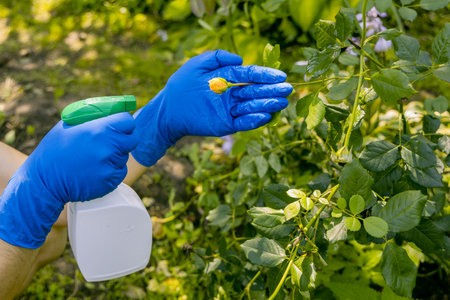 treatment in the garden of young shoots of roses from aphids, whiteflies and insect pestsの写真素材
