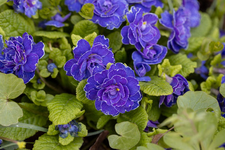 Violet primula flowers background. Primrose primula blossom. BELARINA Buttercup Primula bloom.の写真素材