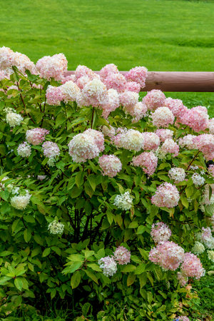 Hydrangea paniculata Vanille Fraise on a stem