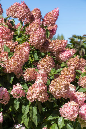 Hydrangea paniculata Vanille Fraise on a stem