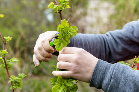 A gardener manually cuts a raspberry bush with a bypass pruner. Pruning of raspberry and blackberry bushes with bypass secateurs. Dacha and vegetable garden, gardening, bush care.の写真素材