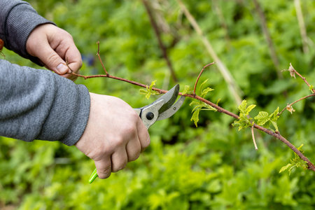 A gardener manually cuts a raspberry bush with a bypass pruner. Pruning of raspberry and blackberry...