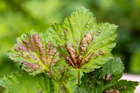Red currant leaves attacked by the fungus Anthracnose. Gallic aphids on the leavesの写真素材