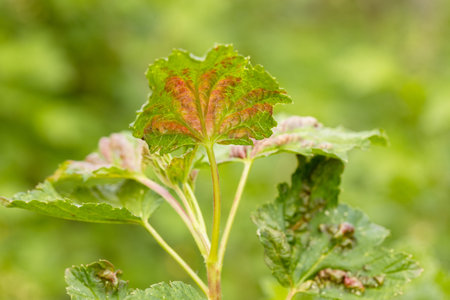 Red currant leaves attacked by the fungus Anthracnose. Gallic aphids on the leavesの写真素材