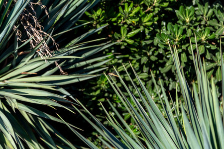 White flowers of yucca plant