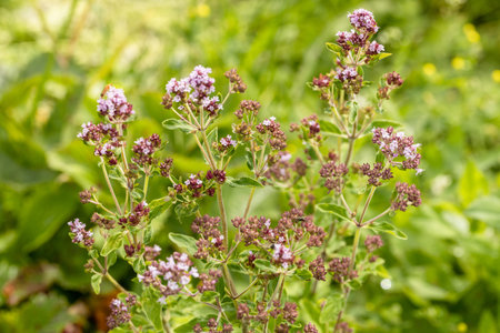 Close up view of pinc and lilac flowerheads of blooming oregano, origanum vulgare. Selected focus, blurred background.の写真素材
